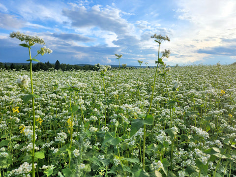 Les bienfaits du sarrasin dans votre jardin !
