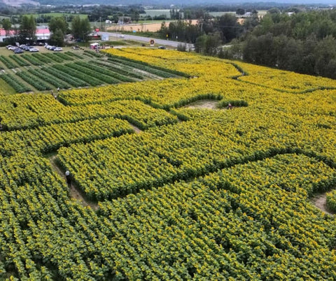 Huile vierge de tournesol biologique