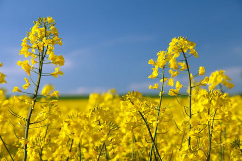 Le canola : histoire, culture et bienfaits
