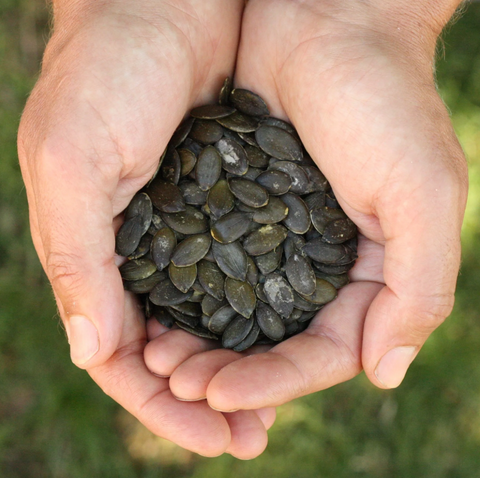 La graine de citrouille du Québec : un superaliment local, durable et polyvalent